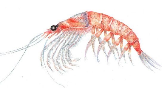 Рачки криль