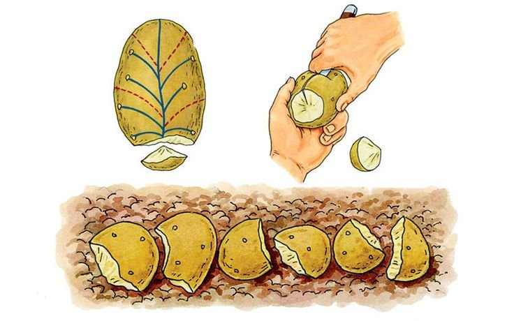 Семенные клубни картофеля