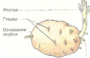 Строение клубня картофеля рисунок с подписями