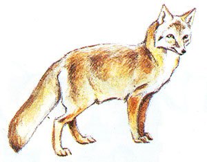 Нарисовать Корсака