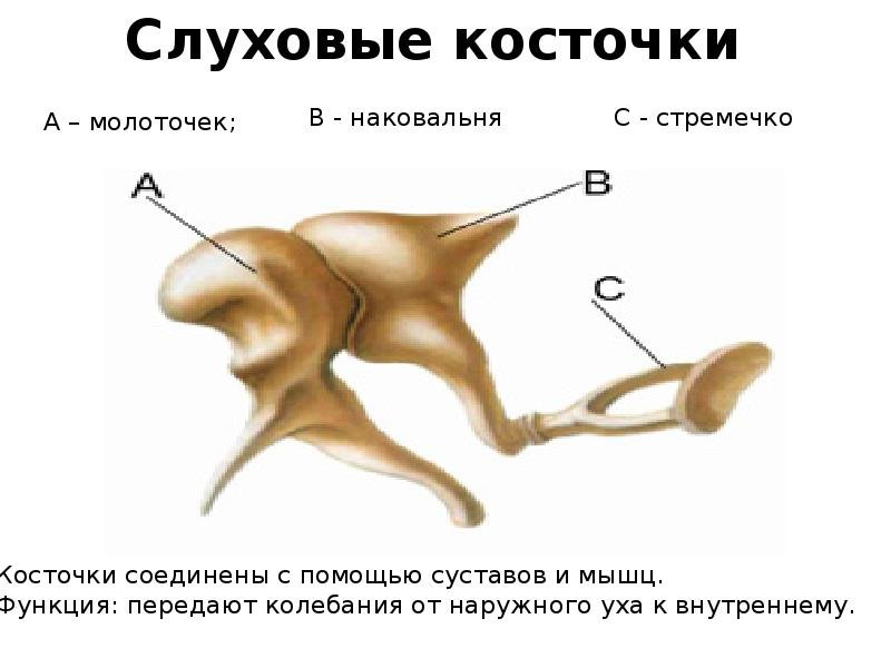 Слуховые косточки среднего уха строение и функции
