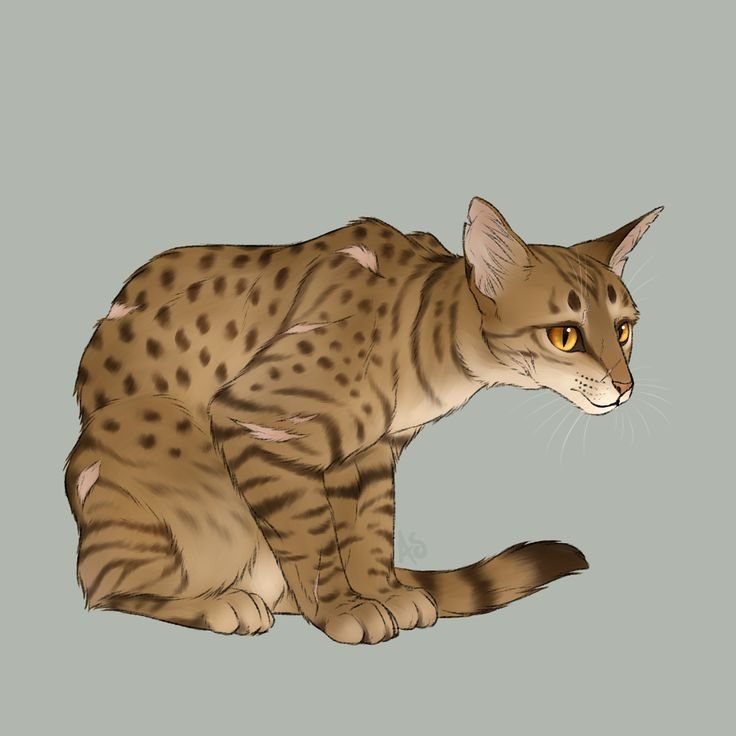 Leopardstar коты Воители