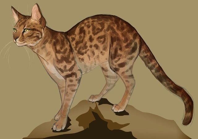 Коты Воители пятнистая звезда арт
