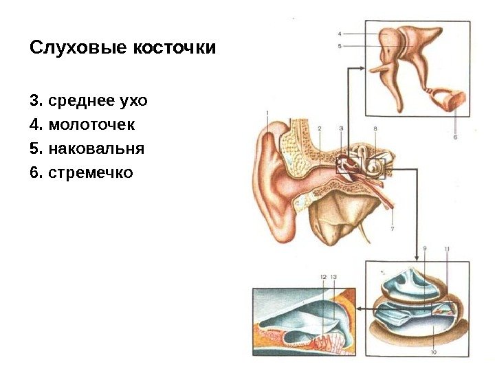 Слуховые косточки (молоточек, наковальня, стремя), евстахиева труба