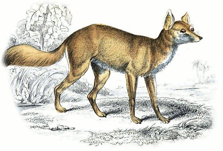 Корсак рисунок карандашом