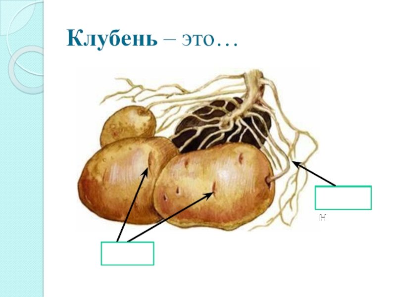 Столон строение