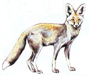 Нарисовать Корсака