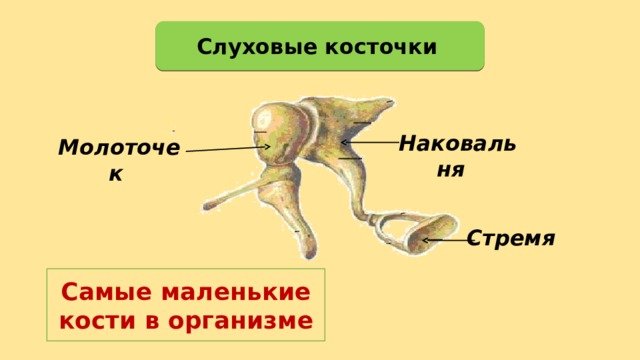 Молоточек наковальня стремечко