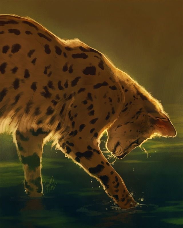 Петниская ЗВЕЗДАКОТЫ Воители