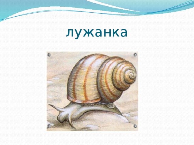 ЖИВОРОДКА Лужанка строение раковины