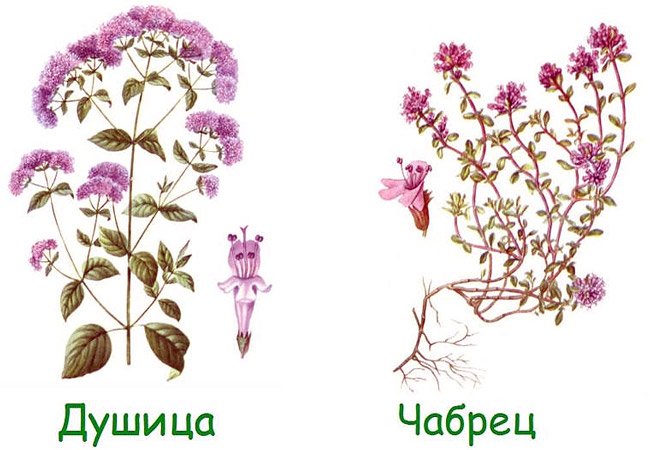 Душица тимьян майоран