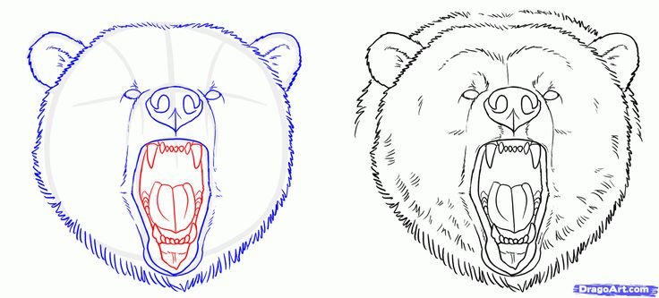 Медведь рисунок