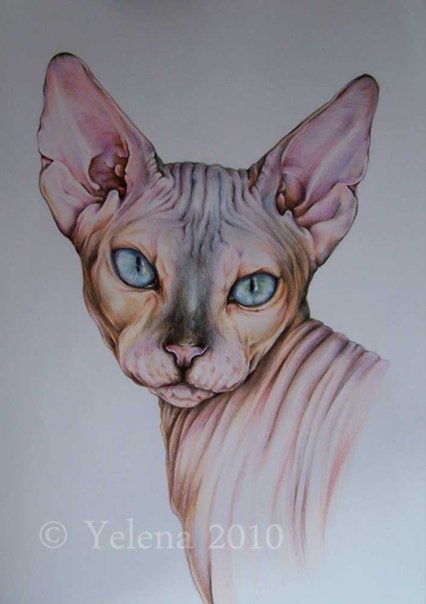 Сфинкс кошка