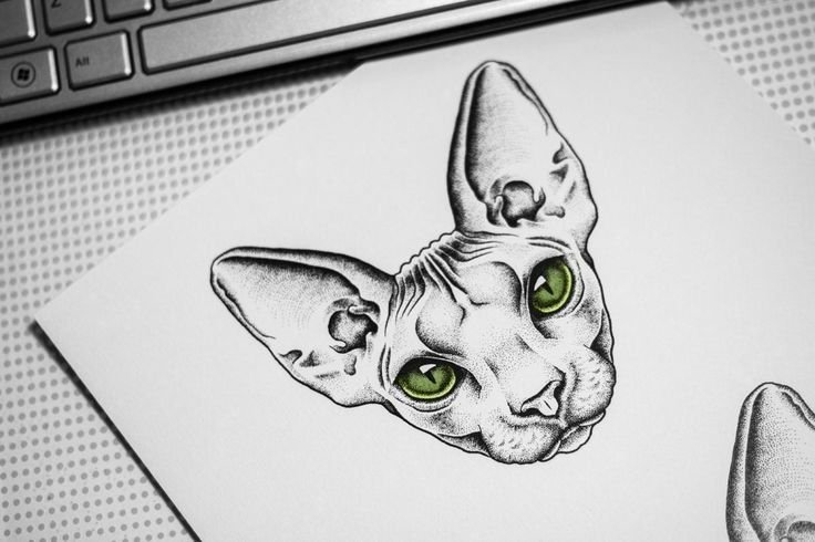 Кот сфинкс тату