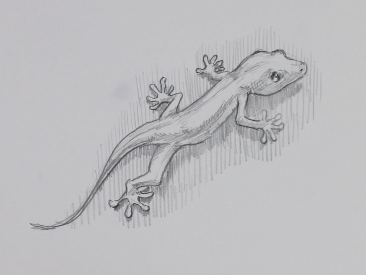 Ящерица рисунок