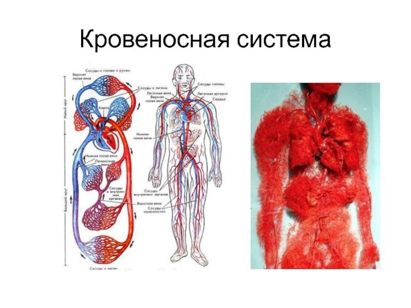 Кровеносная система че
