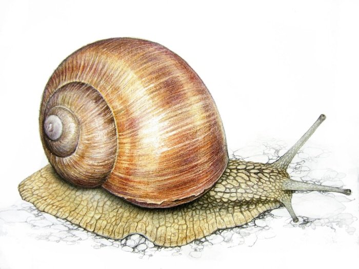 Helix pomatia Виноградная улитка