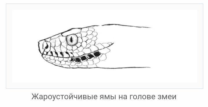 Голова змеи рисунок