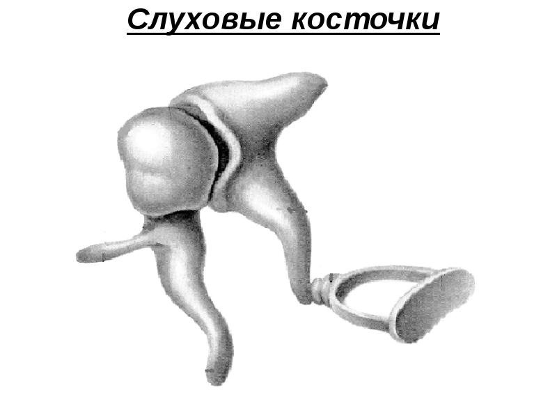 Цепь маленьких костей в ухе