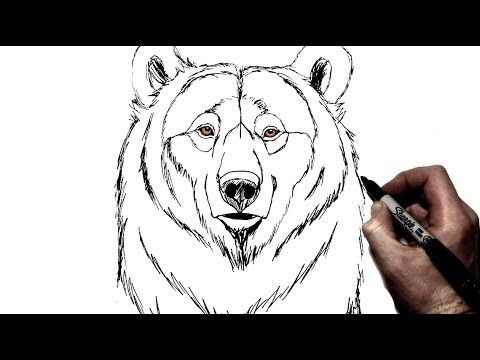 Эскиз медведя карандашом