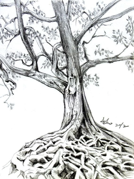 Корни дерева карандашом