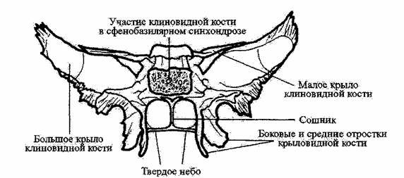 Схема строения клиновидной кости