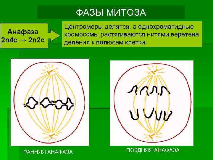 Фазы митоза 2n2c