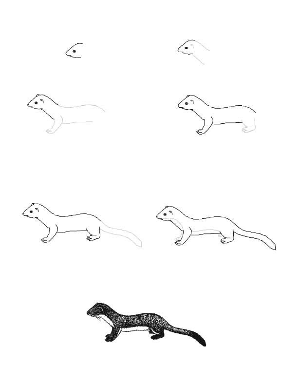 Ласка рисовать