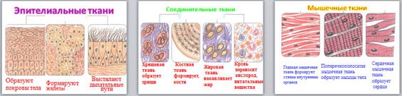 Ткани биология