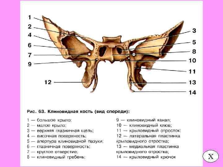 Клиновидная кость крыловидная кость