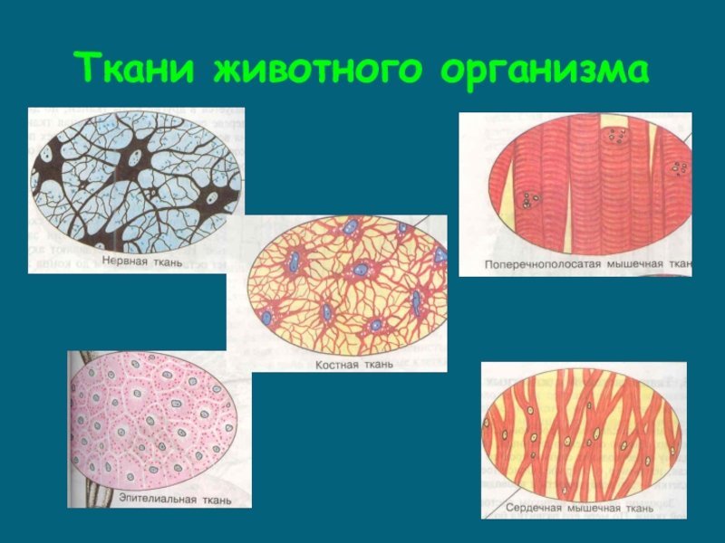 Клетки и ткани животных