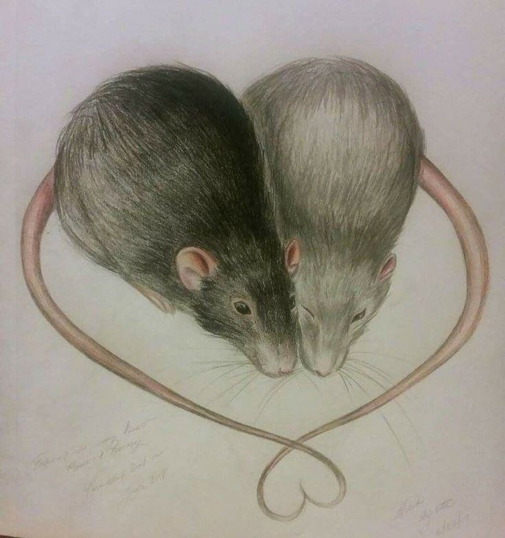 Мышь рисунок