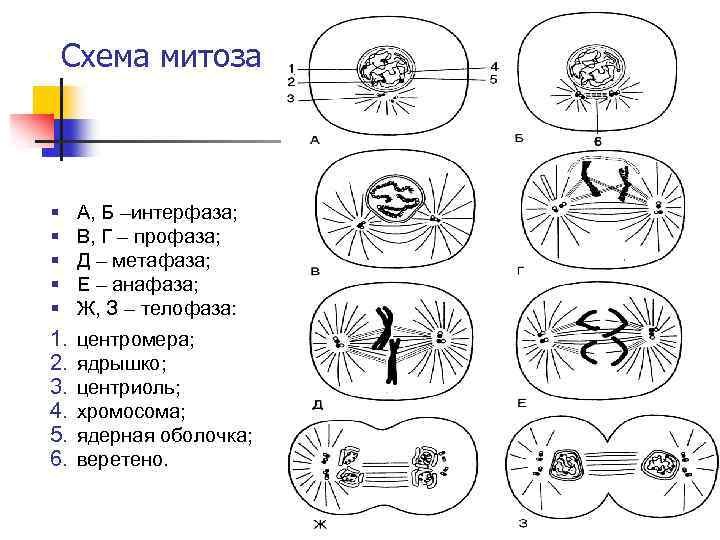Анафаза митоза схема