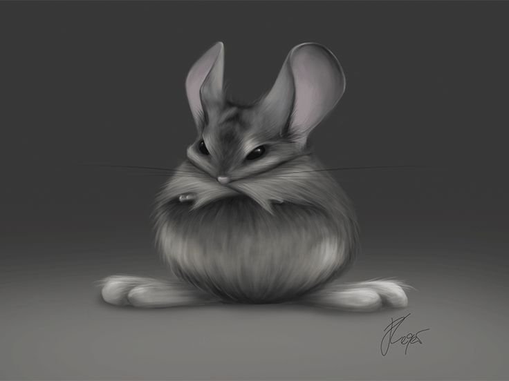 Шиншилла рисунок