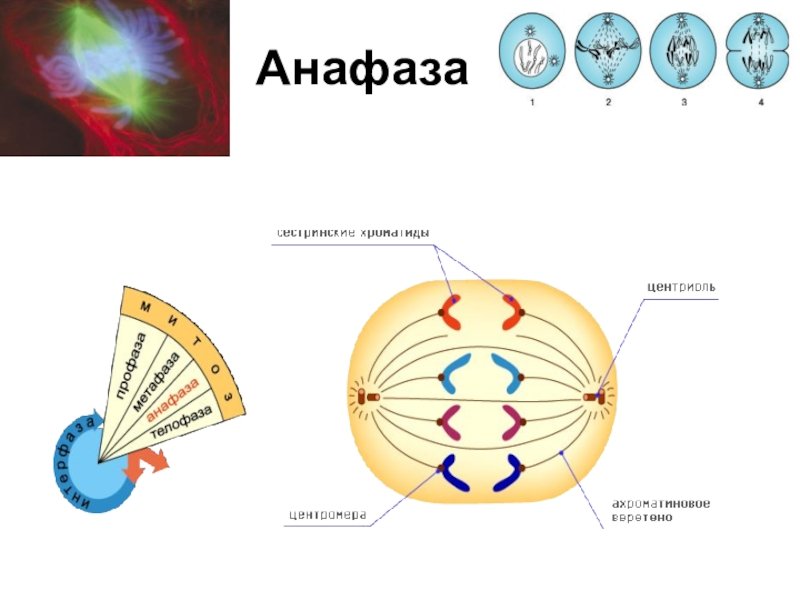 Анафаза 1