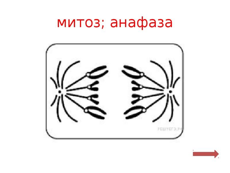 Фазы митоза схема ЕГЭ