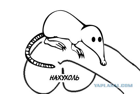 Выхухоль