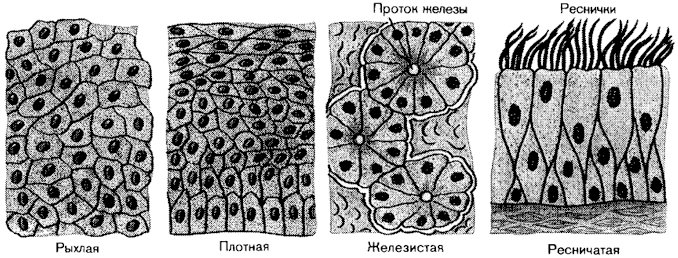 Соединительная ткань железистый эпителий