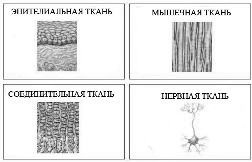 Ткань 1) соединительная 2) эпителиальная