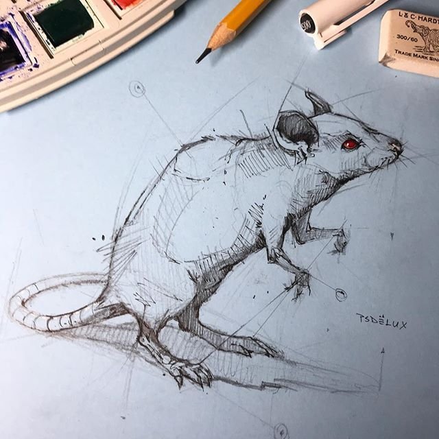 Рисунки животных карандашом