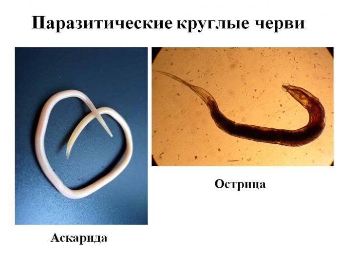 Черви паразиты Острица