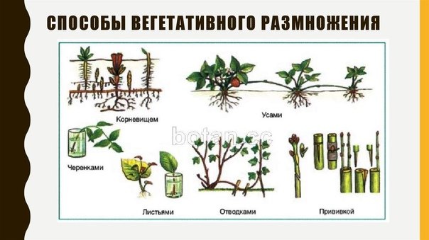 Метод вегетативного размножения растений