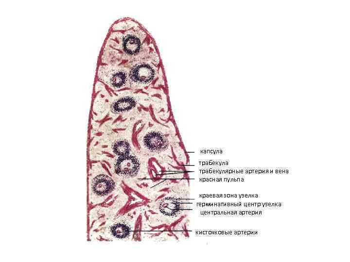 Селезенка кошки препарат гистология