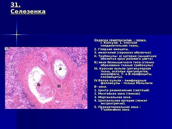 Селезенка окраска гематоксилин-эозином