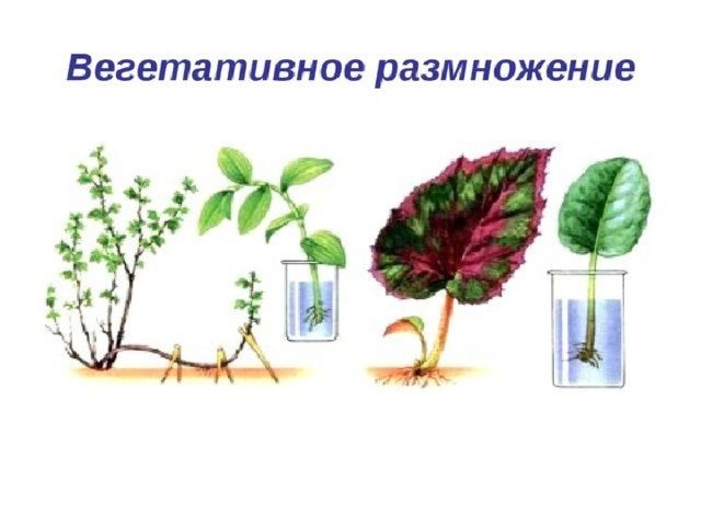 Вегетативное размножение растений рисунок