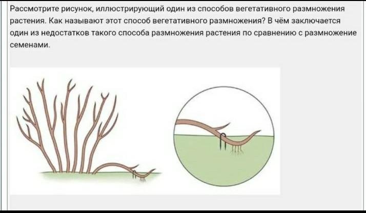 Способы вегетативного размножения рисунок