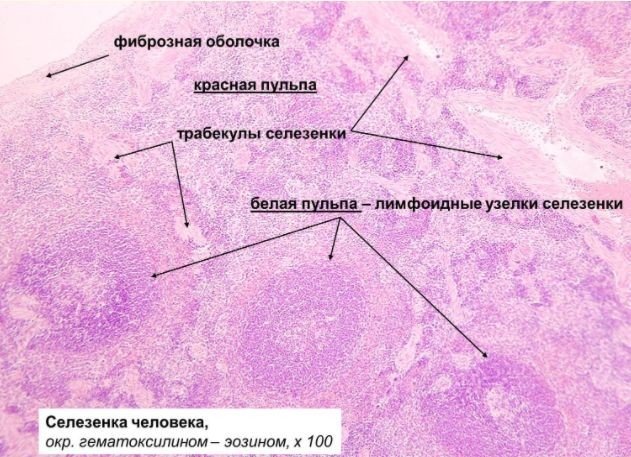 Селезенка гистология препарат