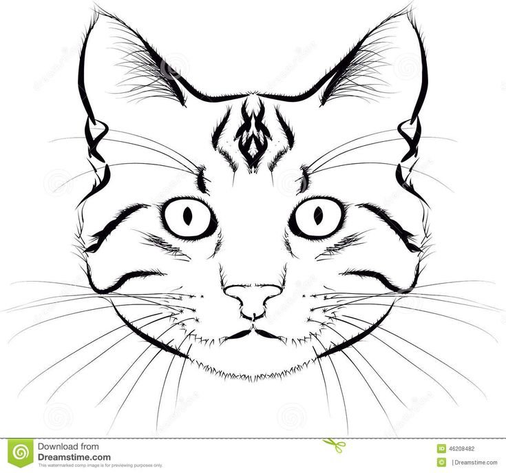 Морда кота рисунок карандашом