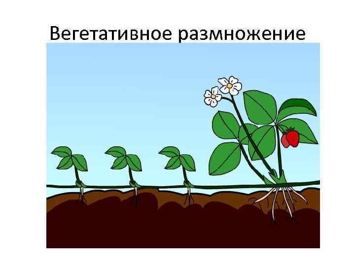 Вегетативное размножение