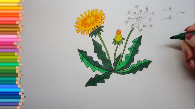 Одуванчики цветными карандашами